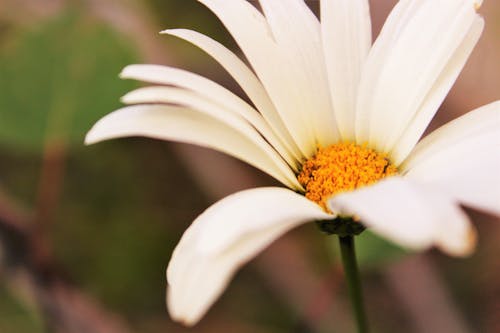Papatya çiçeğinin Makro çekim Fotoğrafı