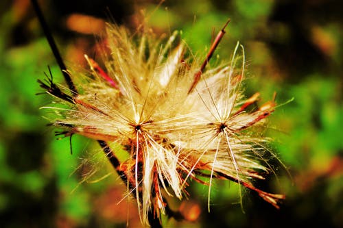 Free stock photo of dandelion