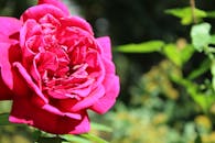 一个充满活力的粉红玫瑰盛开的宏观特写镜头，展现了它精致的花瓣