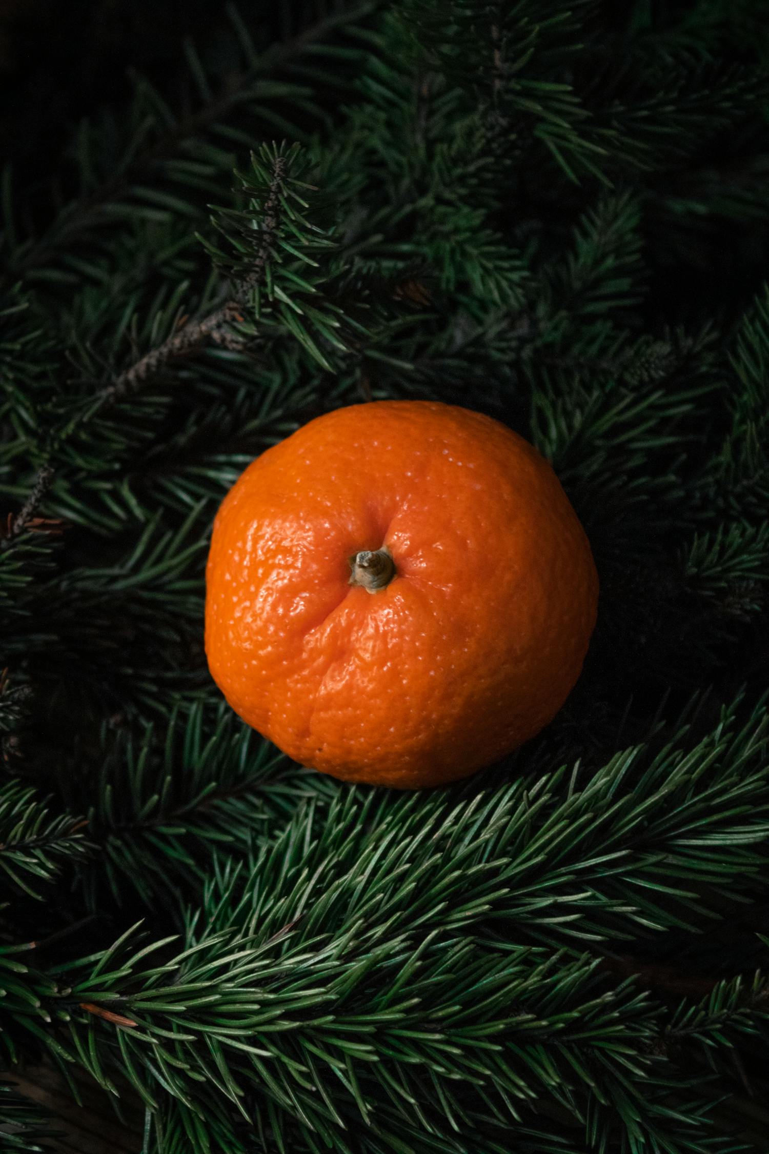Orange Fruit on Green Pine Tree · Free Stock Photo