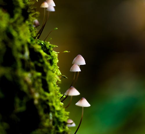 Free Closeup of small mushrooms growing on green moss in forest in daylight against blurred background Stock Photo