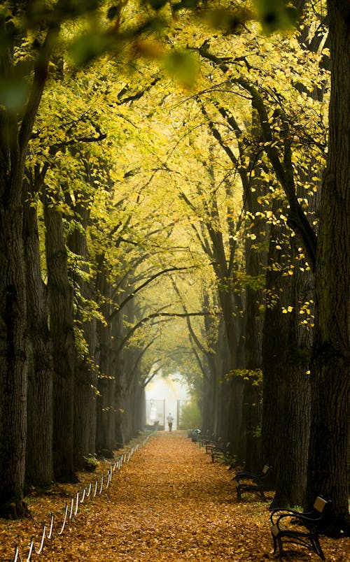 Picturesque landscape of empty walkway covered with fallen yellow leaves placed among tall trees with autumn foliage in park in daytime