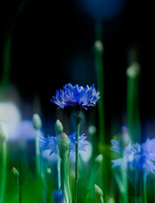 Closeup of blooming cornflower with blue petals growing in in nature in daytime