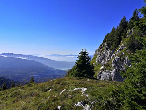 Immagine gratuita di alberi, erba verde, esterno