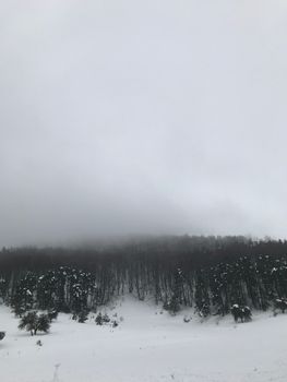 Snowy pine forest shrouded in fog creating a serene winter landscape.