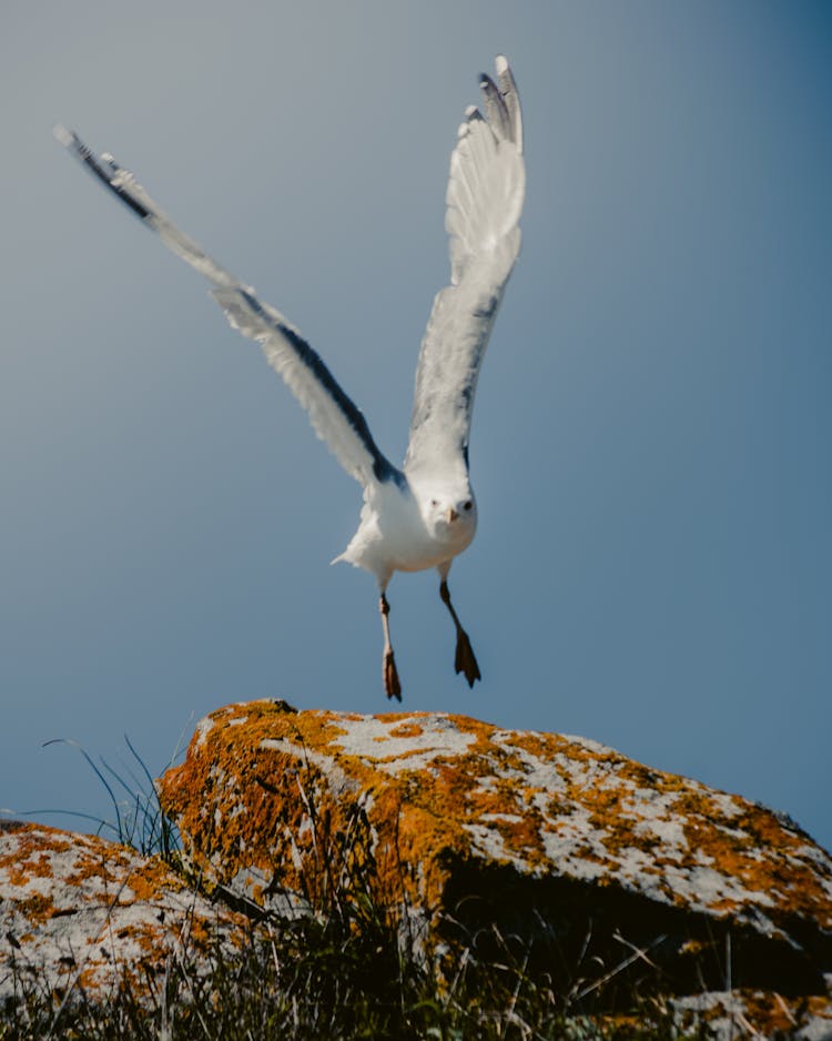 A White Bird Peeling Away From The Rock Formation