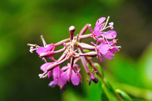 Mor Petal çiçeklerin Seçmeli Odak Fotoğrafı