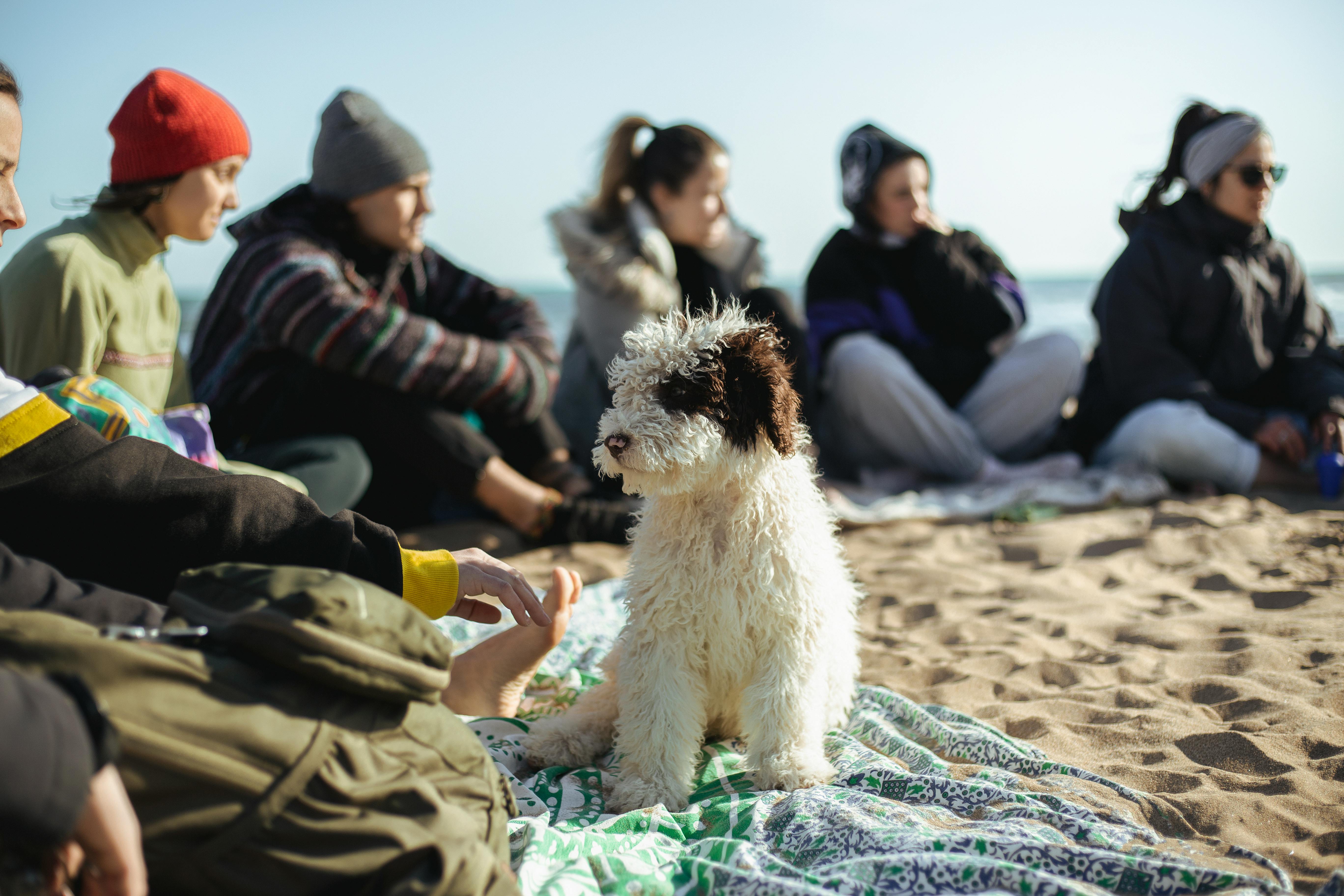 white curly coated small dog on sand