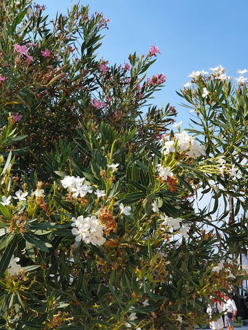 Gratis lagerfoto af blå himmel, blomster, blomstrende