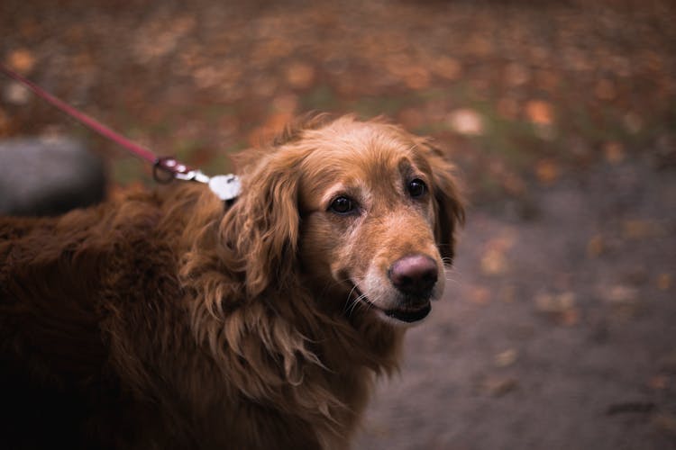 Golden Retriever With Dog Leash