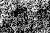 这张黑白照片细致展现了藤壶的纹理，捕捉了粗糙的海洋图案