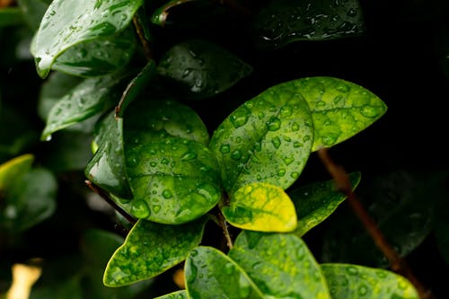 Water Droplets on Green Leaves