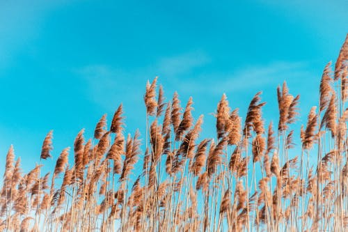 Brown Tall Grass under Blue Sky