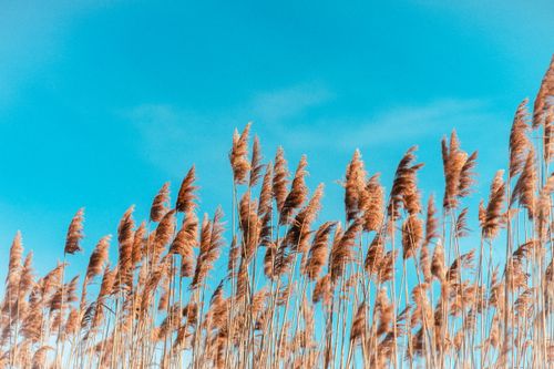 Free Elegant golden reeds sway under a bright blue sky, capturing the essence of nature's beauty. Stock Photo