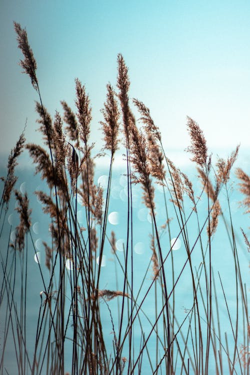 Gratis arkivbilde med blå himmel, gress, hvete Arkivbilde