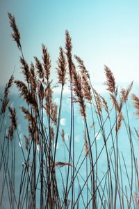 Tall reeds against the sky by Patrik Felker on Pexels