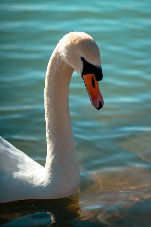 Fotos de stock gratuitas de agua, balaton, cisne