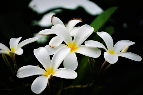 White Flowers