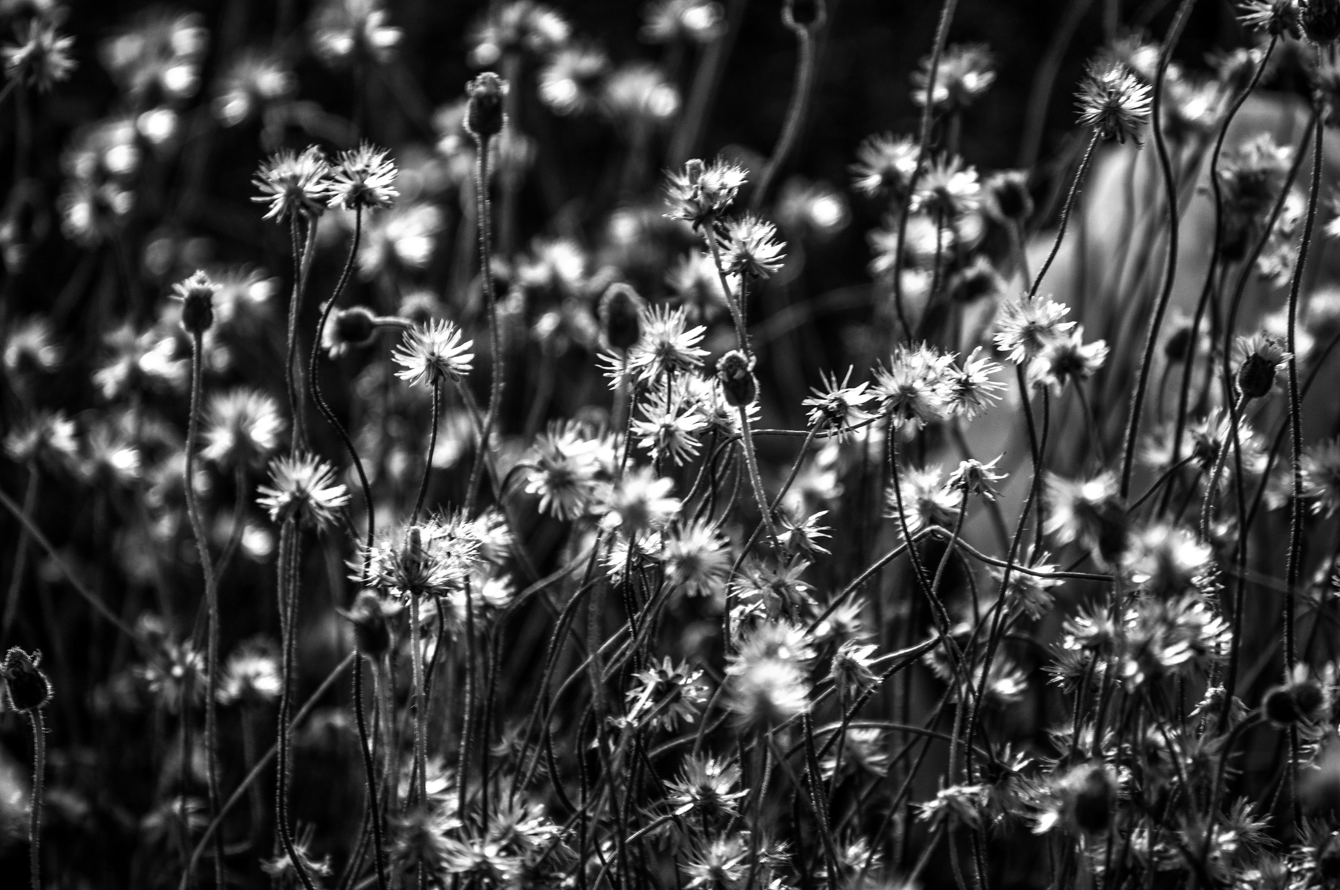 Grayscale Photo Of Flower Field · Free Stock Photo