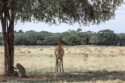 A Monkey and a Deer Under the Tree on the Grassland
