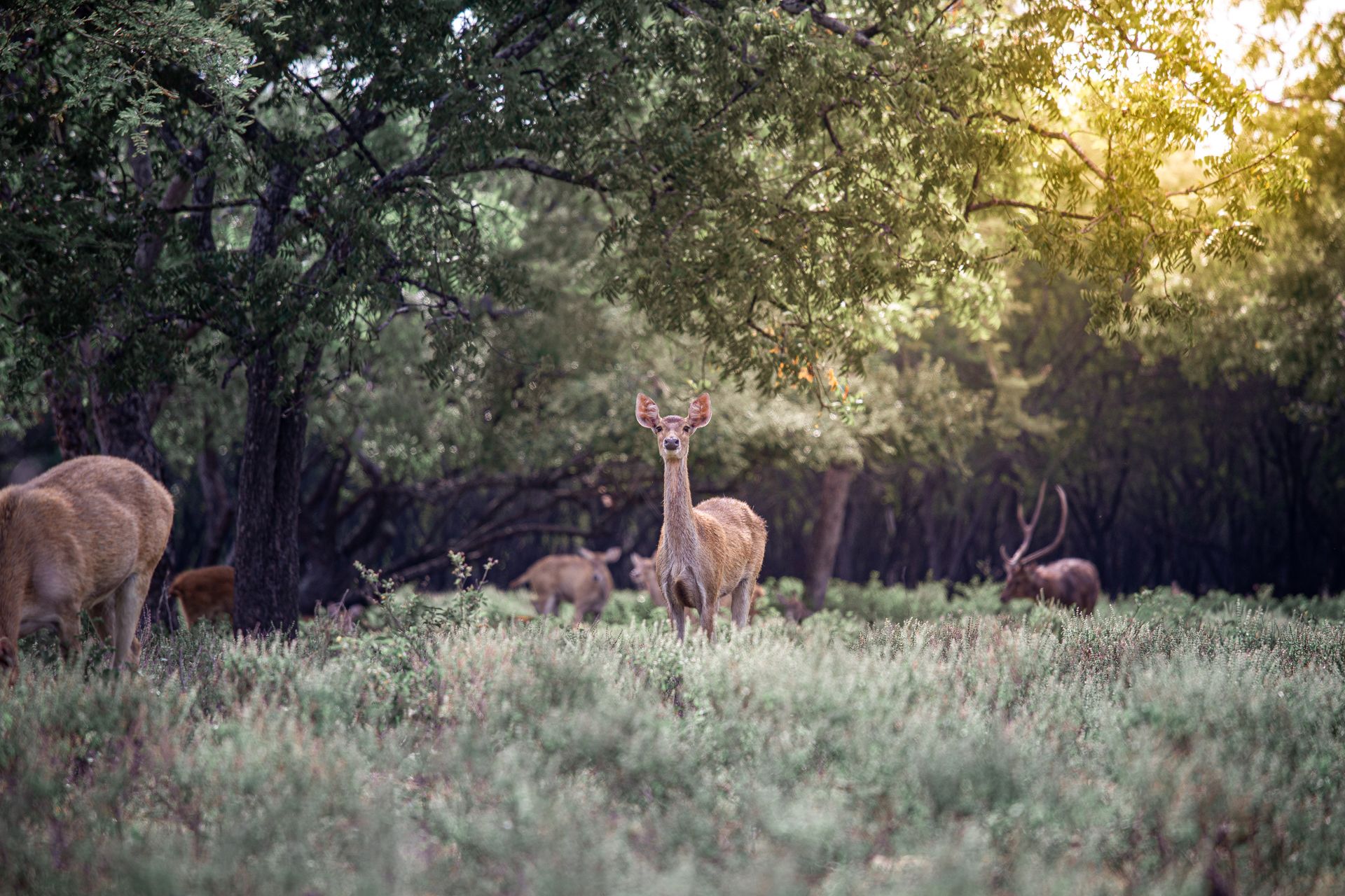 A tranquil view of deer in a lush forest in East Java, Indonesia during daylight.