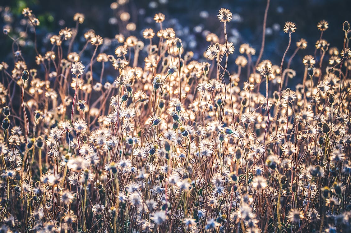 Fotobanka s bezplatnými fotkami na tému flóra, hracie pole, jemný