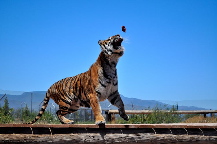 Feeding A Tiger On The Wooden Foot Path