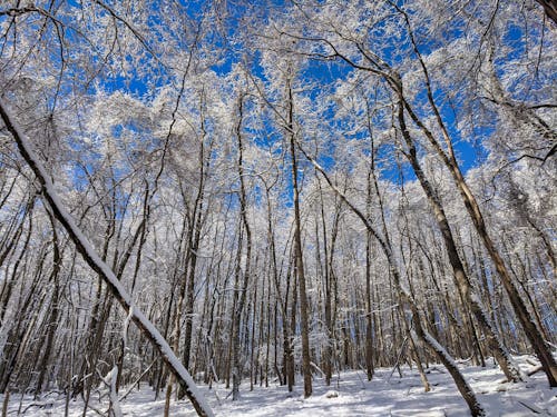 Free White Tall Trees under Blue Sky Stock Photo