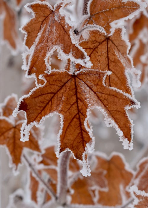 무료 가린, 겨울, 나뭇잎의 무료 스톡 사진