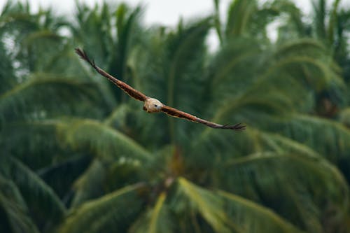 Close-up of a Flying Eagle on the Background of Palm Trees