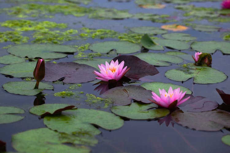 Water Lilies In The Pond