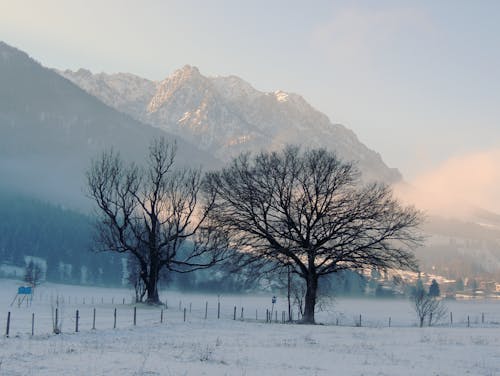 Foto d'estoc gratuïta de arbres, boira, constipat