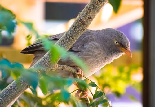 木の枝にとまる灰色の鳥