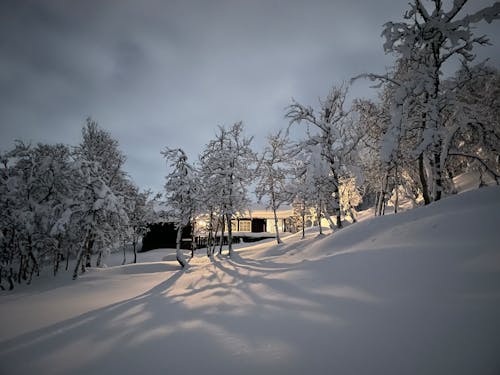 Bare Trees on Snow Covered Ground