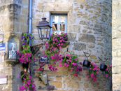 Purple Flowers on Brown Concrete Wall
