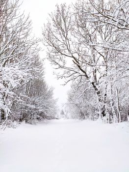 A tranquil snowy forest covered in white, perfect for seasonal backgrounds and nature enthusiasts.
