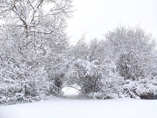 Foto profissional grátis de árvores, coberto de neve, com frio