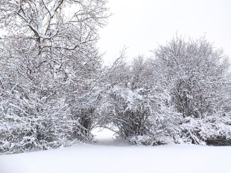 Beautiful winter landscape of snow-covered trees forming an arch in the forest.