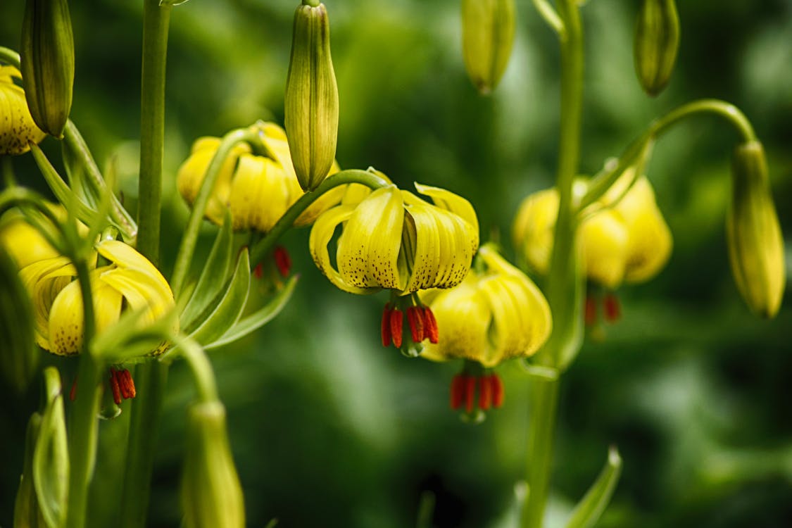Free Close-Up Shot of Yellow Fawnlilies in Bloom Stock Photo