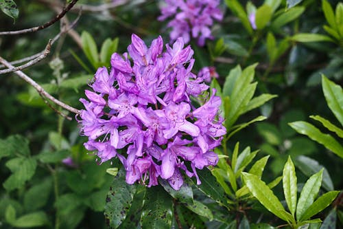 Close-Up Shot of Rhododendron Flowers in Bloom