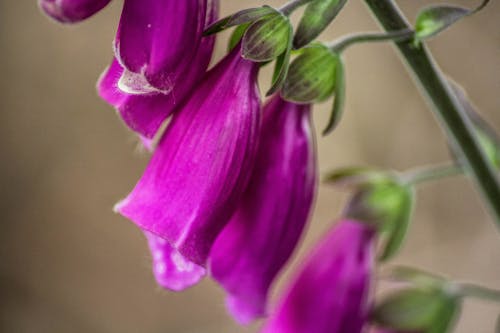 Free Macro Shot of Purple Bell Flowers in Bloom Stock Photo