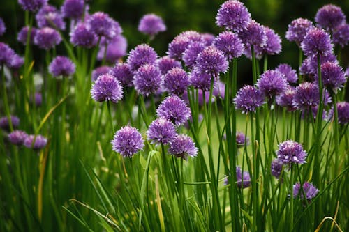 Close-Up Shot of Purple Echinops in Bloom