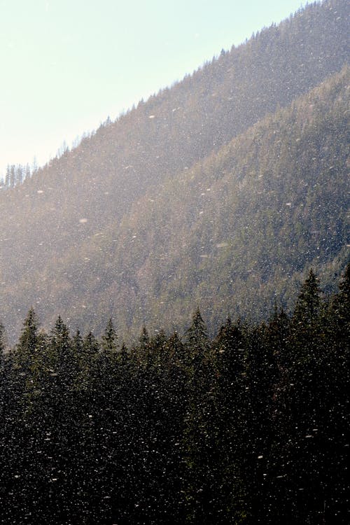 Kostenloses Stock Foto zu belaubten wald, bergwald, dichter wald