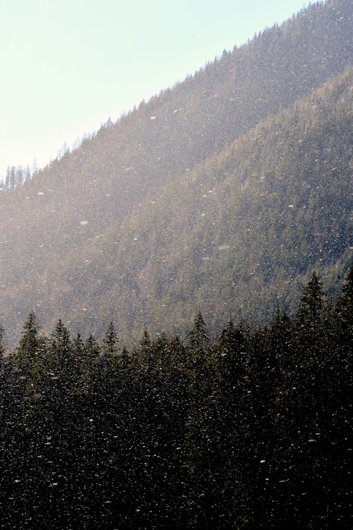 Gratis arkivbilde med fjellskogen, høye tatra, løvskog