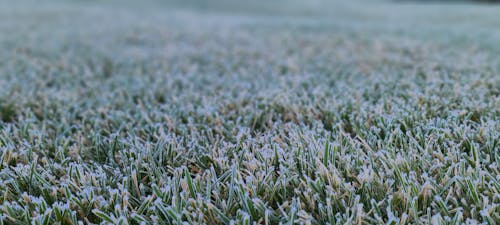 Free stock photo of blades of grass, close up focus, cold