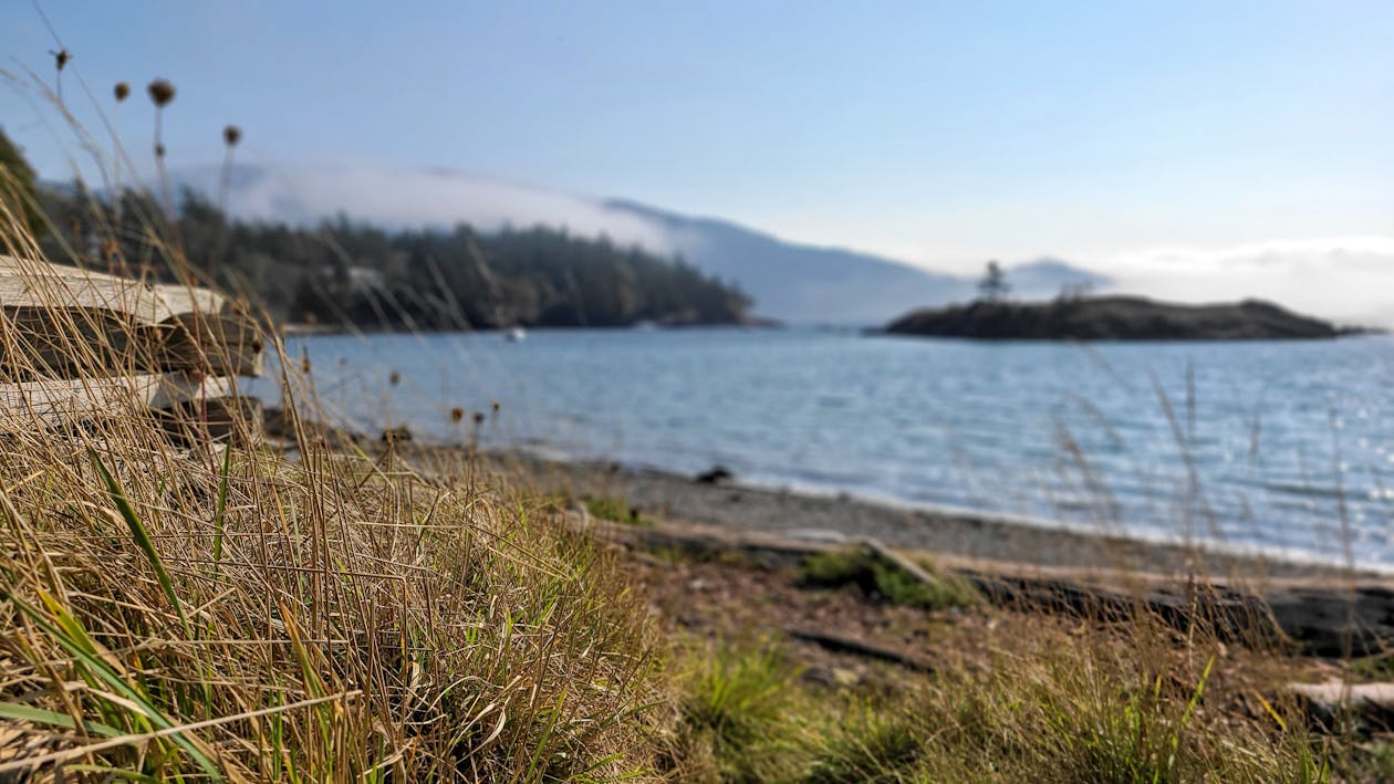 Free stock photo of bay, beach, beachgrass