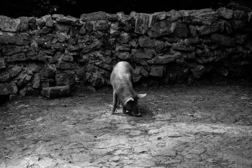 Grayscale Photo of a Pig Eating on Ground