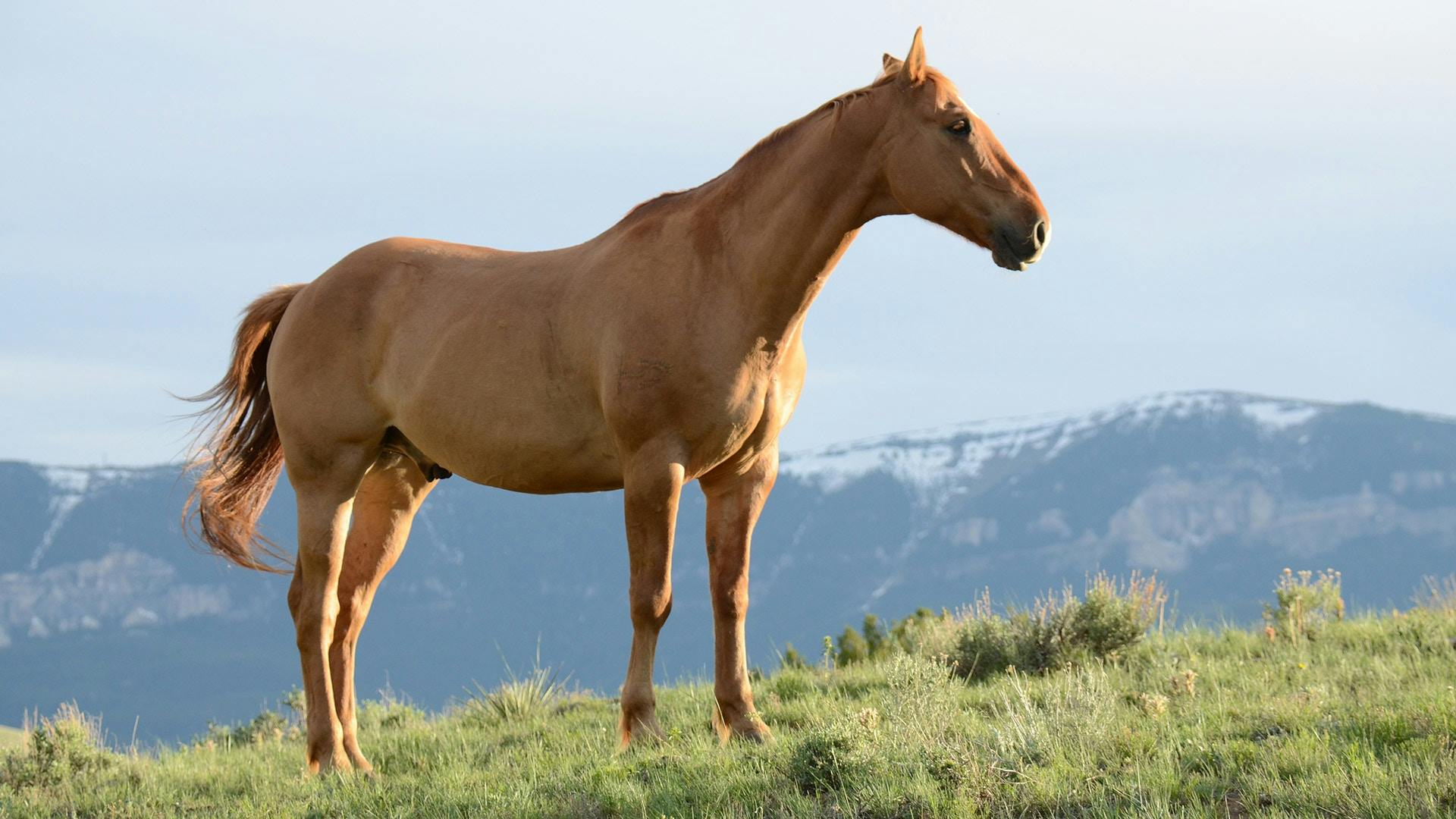 Stallion on grass field | Photo: Pexels