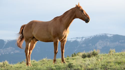 Коричневая лошадь на поле травы