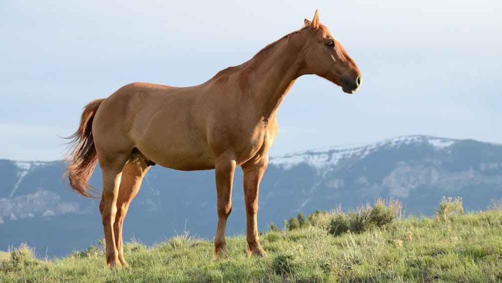 A horse on grass field. | Photo: Pexels